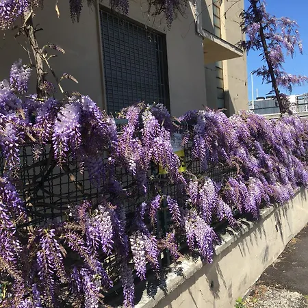 Il Glicine Centro
